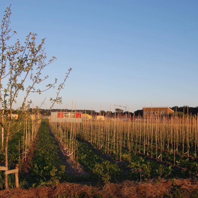 bomen planten voetafdruk