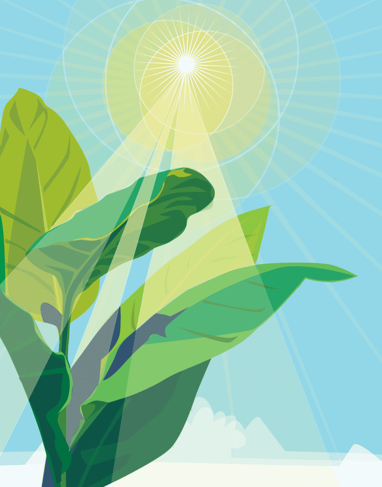 plant in de zon